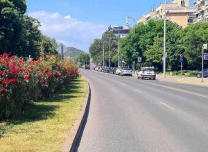 И тази пролет хиляди рози разцъфтяха по булевардите в Пловдив