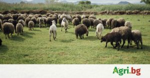 Предлагат се драконовски ограничителни мерки срещу шарката