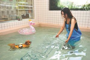 Pet cooling heats up on rising demand